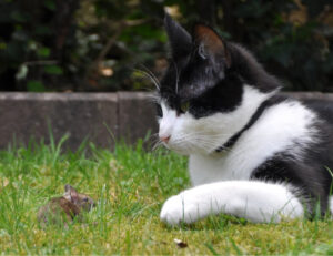 Se il tuo gatto ti porta regali o cose strane all’improvviso, non ti spaventare: questo è quello che vuole dirti