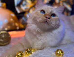 Se non hai ancora preso un micio, fermati un attimo: queste foto di gatti natalizi ti convinceranno di sicuro