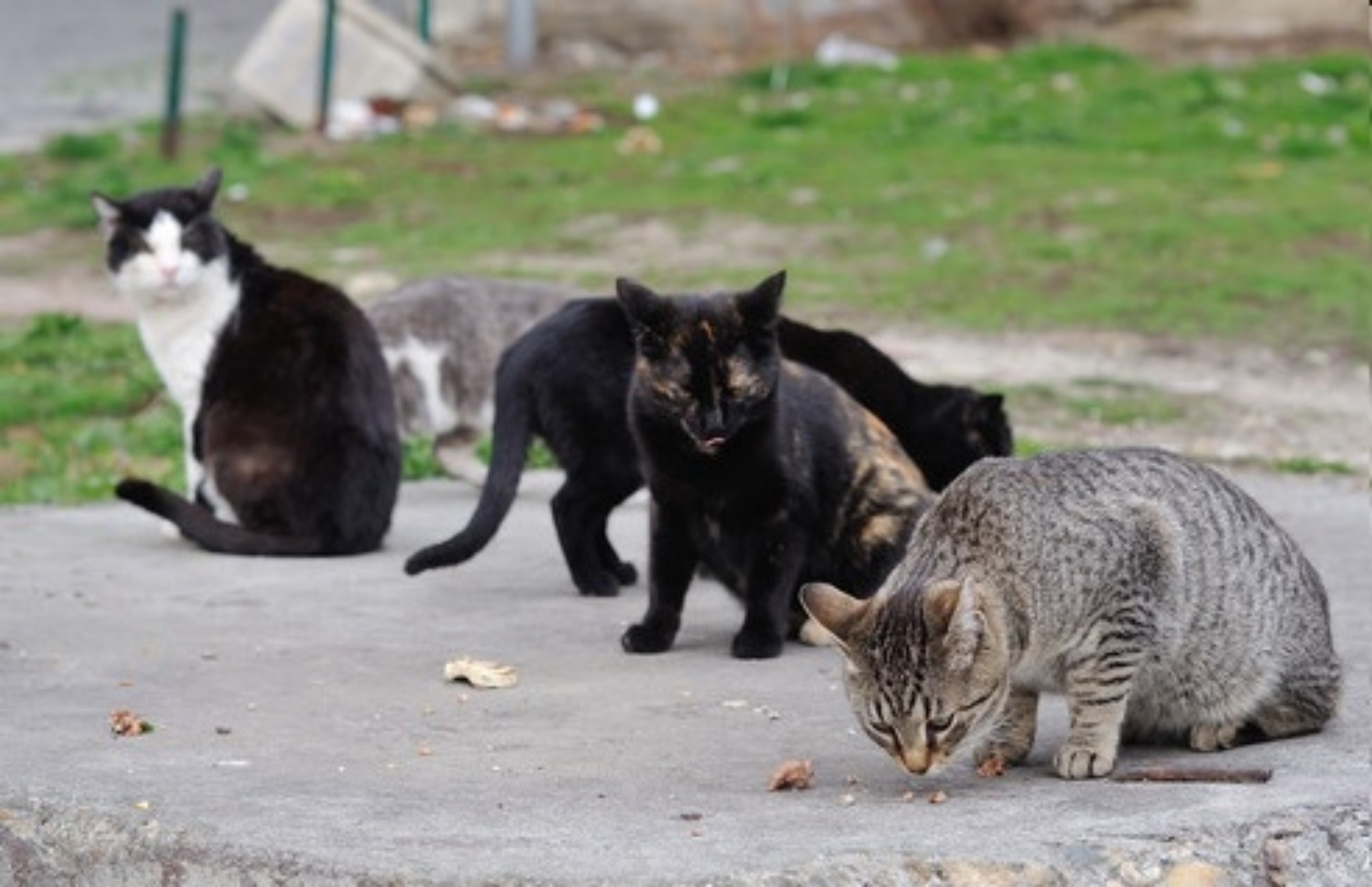 gatti avvelenati vicino al presepe