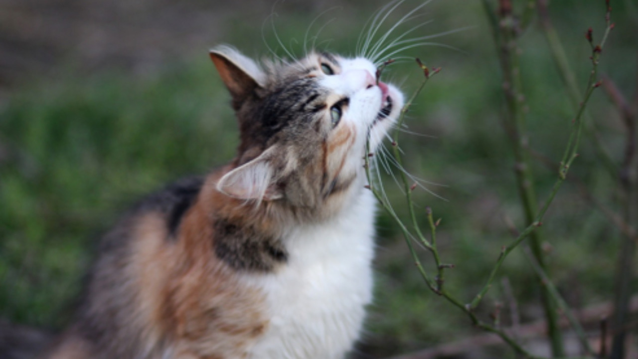 Gatto mangia l’erba