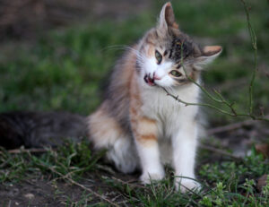 Sì, anche il tuo amabile e tranquillo gatto domestico mangerà tutto quello che troverà a disposizione in natura