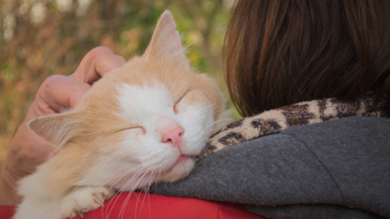 Gatto viene coccolato