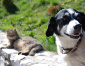 Sì, puoi fare convivere il tuo gatto con un cane. Basta solo sapere come si fa