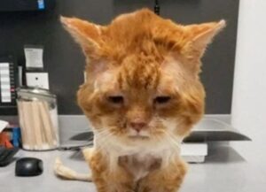 gatto malato