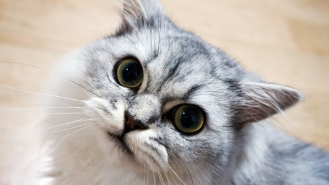 Gatto guarda in alto