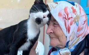 Questa adorabile nonnina ama stare con i suoi gatti e tutti quanti la amano anche per questo