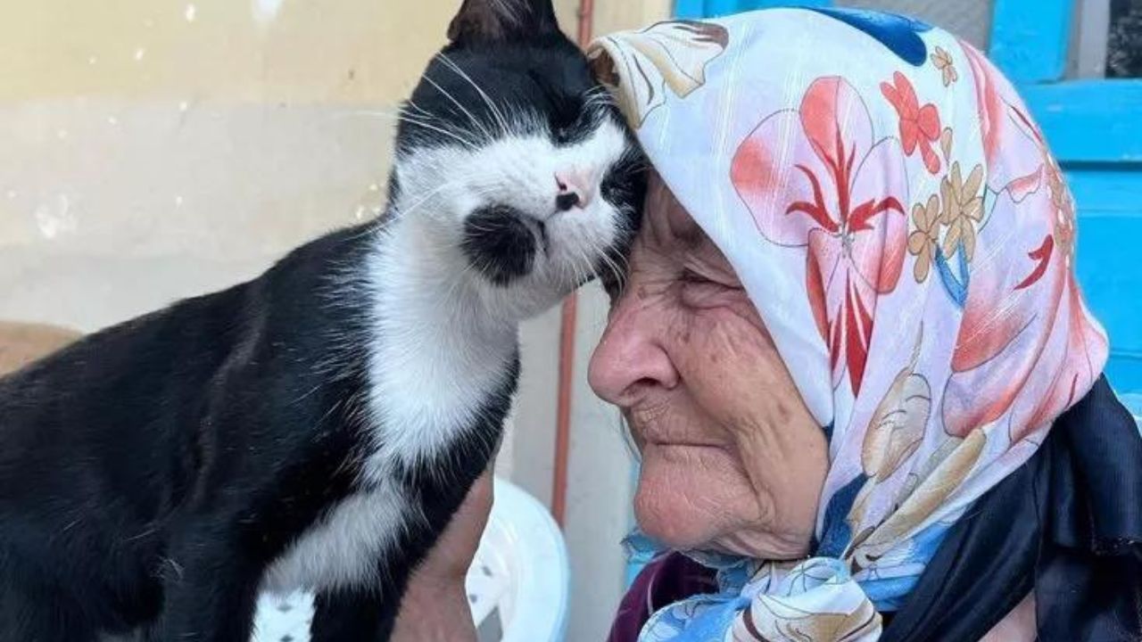 nonna e gatto