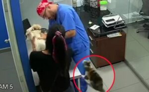 Il gatto ha voluto aggredire il veterinario che stava visitando il cane: voleva “difenderlo” a tutti i costi (VIDEO)