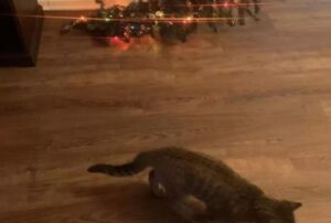 Un albero di Natale a prova di gatto? Loro credevano di sì, ma il Micio gli ha dimostrato che avevano torto