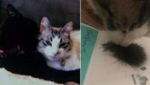 Il gatto trova il pelo del suo amico felino passato a miglior vita e non riesce a smettere di fare una cosa tenerissima