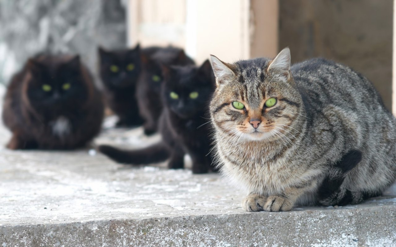 gatti che riposano insieme