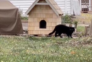 Pur di fare stare al caldo il gatto randagio durante l’inverno queste persone hanno creato un vero e proprio “alloggio”