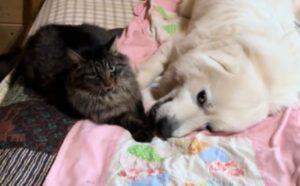 L’amicizia tra il gatto e l’enorme Cane da Montagna dei Pirenei è la storia più carina che ti capiterà di leggere (VIDEO)