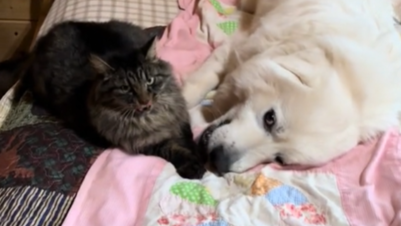 cane vs gatto