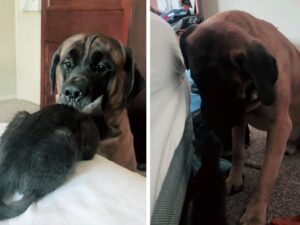 animali di razze differenti