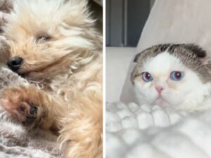 cagnolino con pelo chiaro