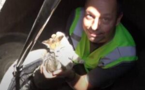 I soccorritori non potevano crederci: i gattini erano dentro un canale di scolo puzzolente e pieno di germi (VIDEO)