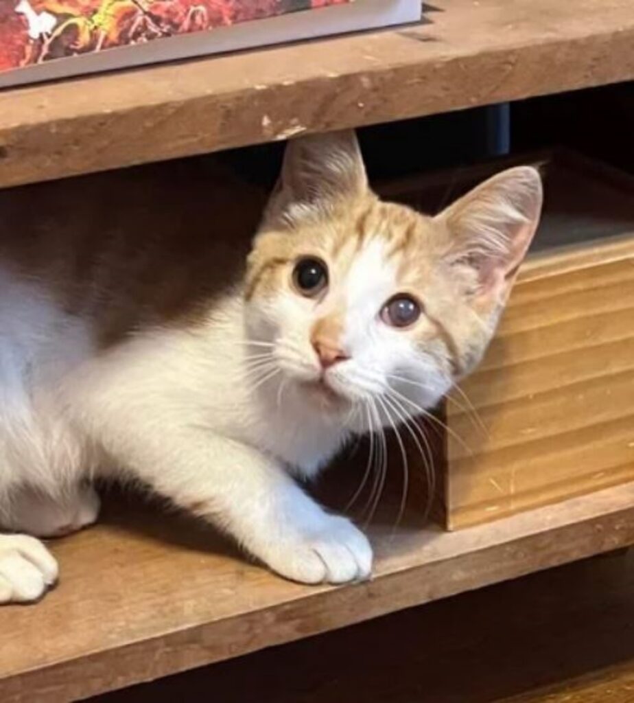 un gattino bianco e arancione