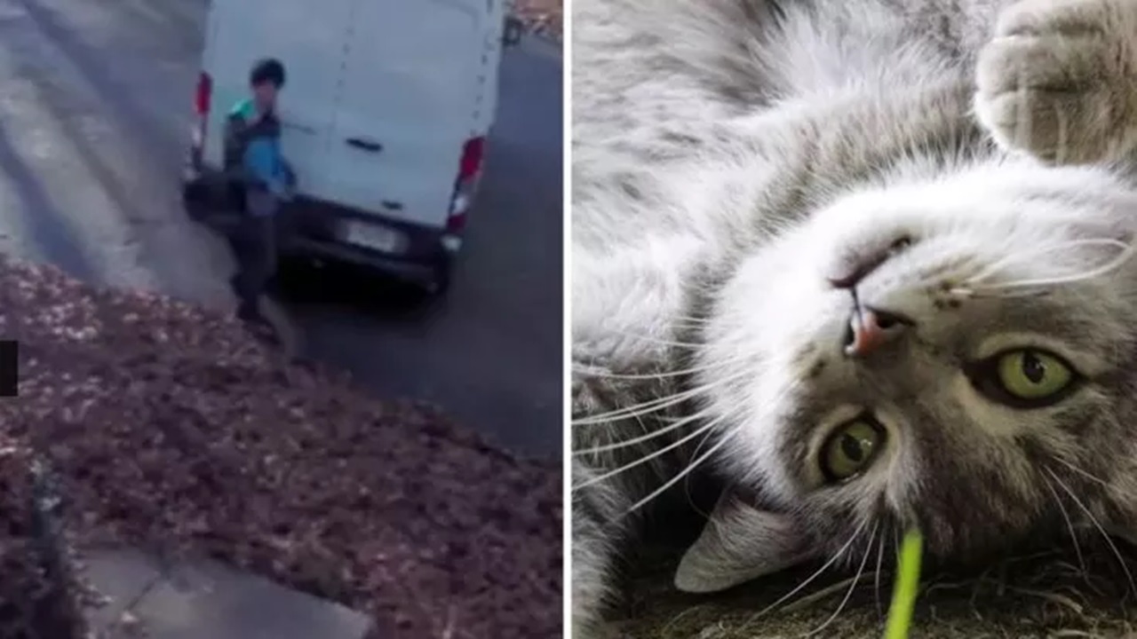 Gatto volato sul ponte dell'arcobaleno