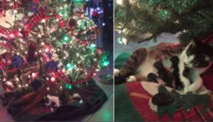 La gatta ha voluto sorprendere tutti dando qalla luce i suoi cuccioli proprio sotto l’albero di Natale