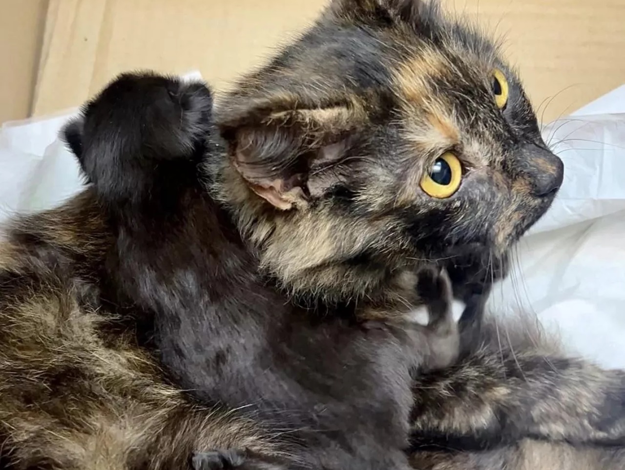 Gattino con la sua mamma