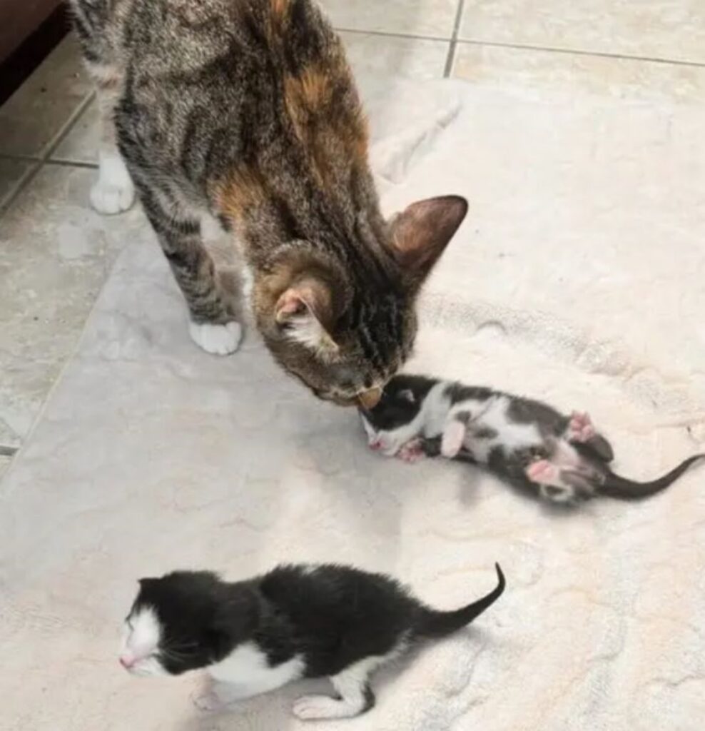 una mamma gatta con i suoi gattini