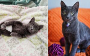 Paralizzata e con il pannolino: questa gattina è stata salvata e ora merita l’amore più dolce che ci sia (VIDEO)