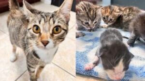 La gatta trovata in una camera d’albergo ha adottato due gattini dopo che la sua cucciolata è stata salvata