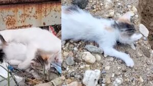 Il gattino viene ritrovato accanto alla sua mamma che non ce l’ha fatta, ma per lui comincia la rinascita