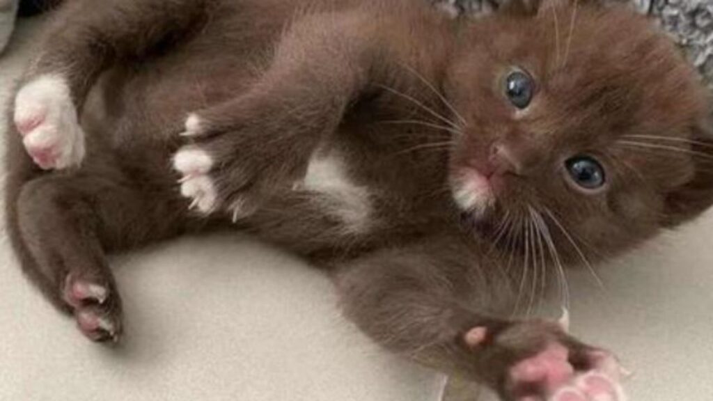 un gattino color cioccolato