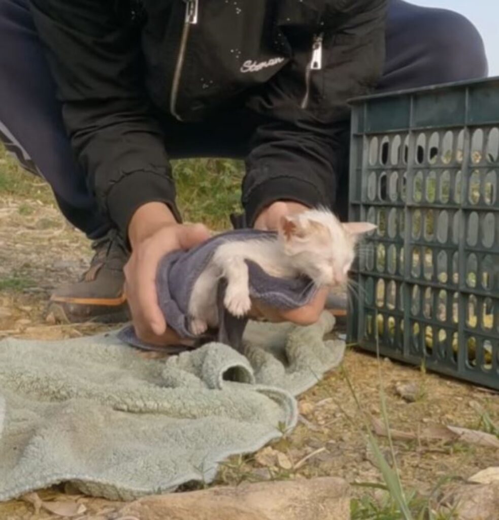 un gattino che viene asciugato