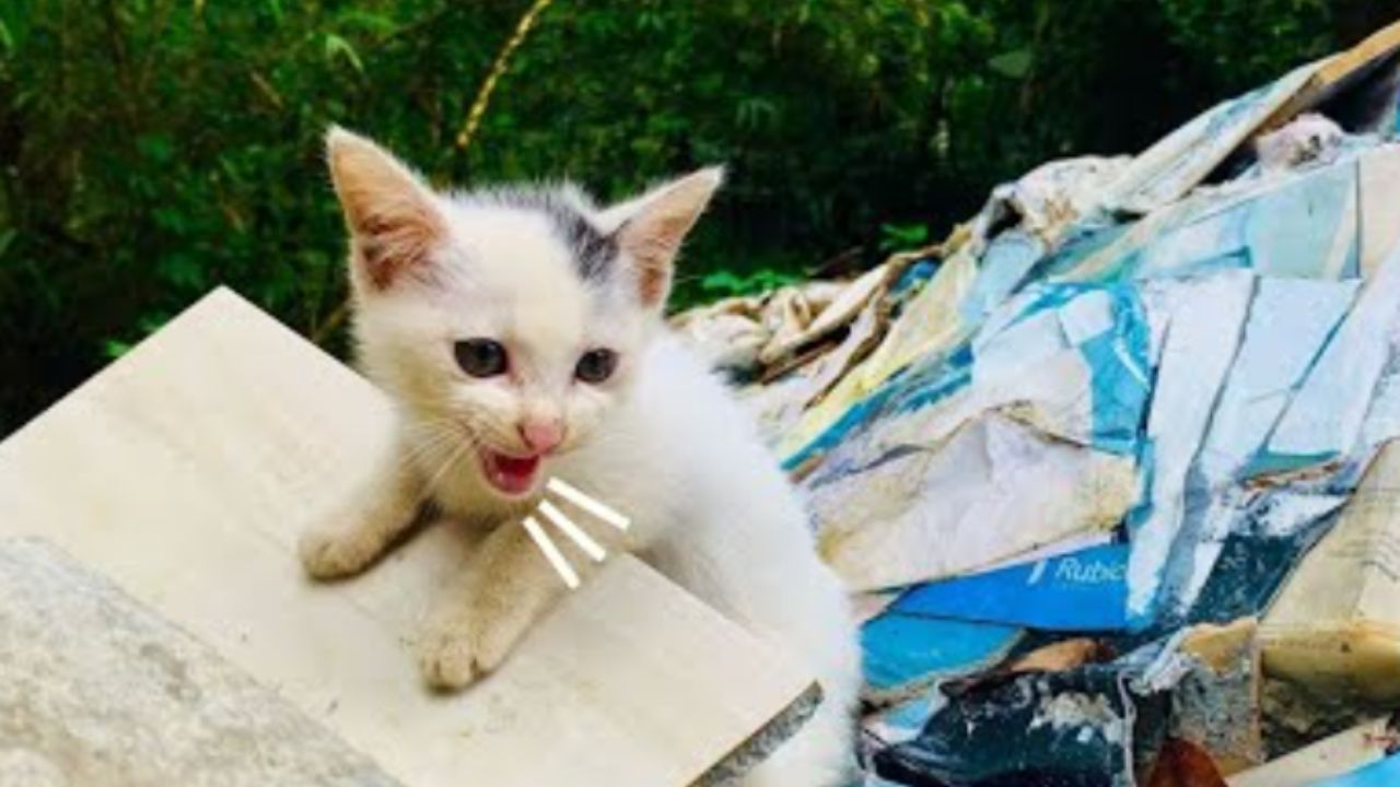 gattino abbandonato in discarica