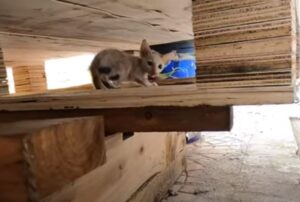 Abbandonato nella discarica, questo povero gattino denutrito cercava solo di ricongiungersi alla sua amata mamma
