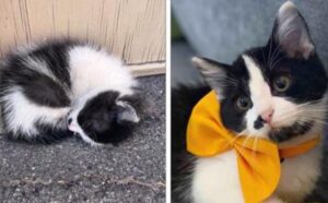 Il piccolo gattino bianco e nero era stato trovato da solo, raggomitolato e triste: ora ha una vita del tutto diversa (VIDEO)