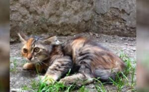 Il gattino con l’anca rotta non perde le speranze e decide di chiedere aiuto a un passante