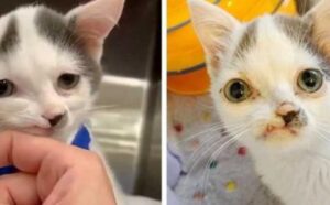 Il suo viso particolare, dolce e forte, ha fatto sì che questo gattino vedesse cambiare la sua vita (VIDEO)