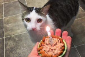 Abbandonato quando era poco più che un gattino, finalmente questo gatto festeggia il suo primo anno felice