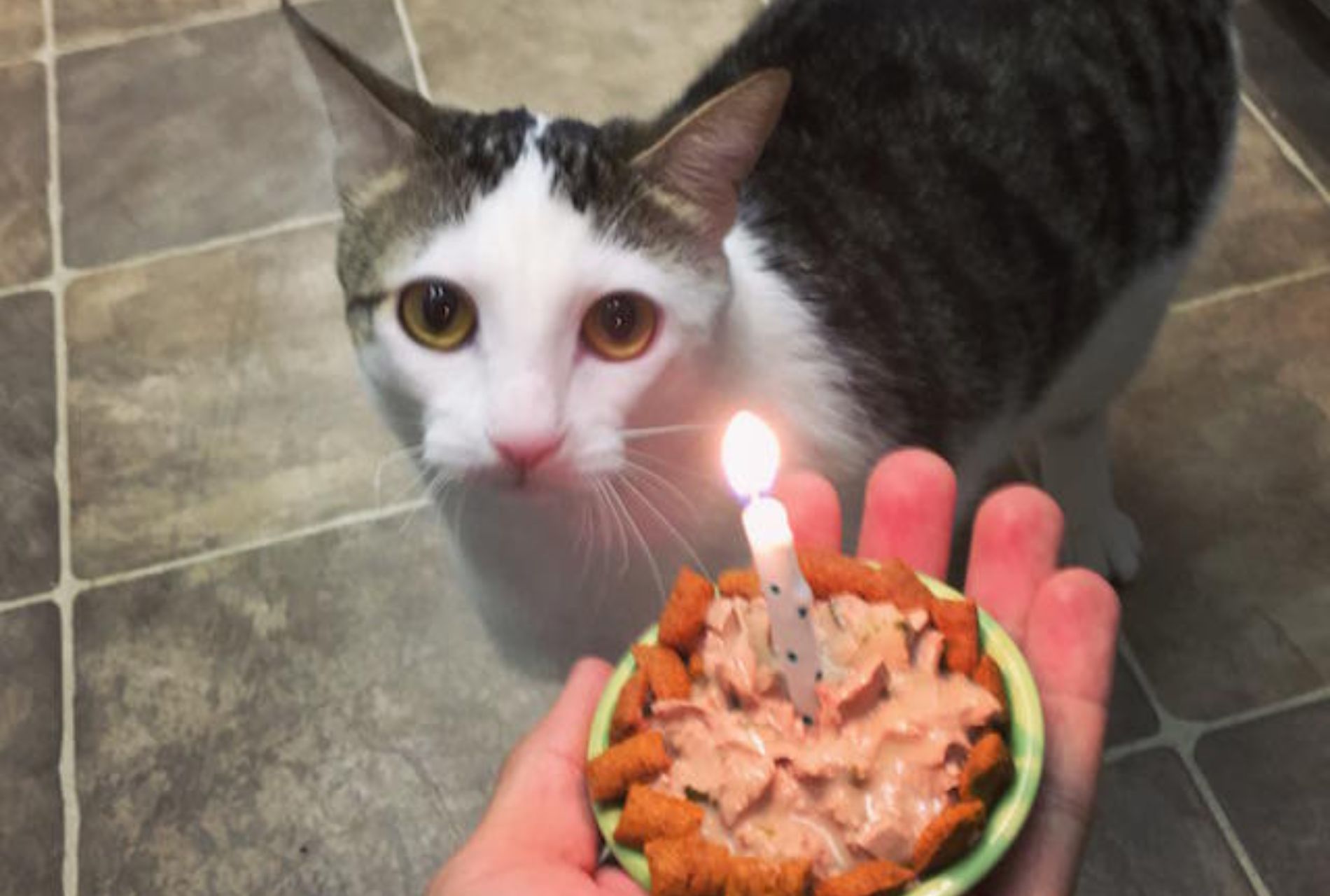 gattino festeggia 1 anno