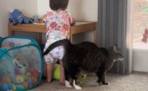Dicevano che fosse aggressivo, invece questo gatto è il fratello più adorabile per la bambina con cui vive (VIDEO)