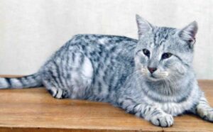 La storia del gattino minuscolo che è diventato un meraviglioso ibrido