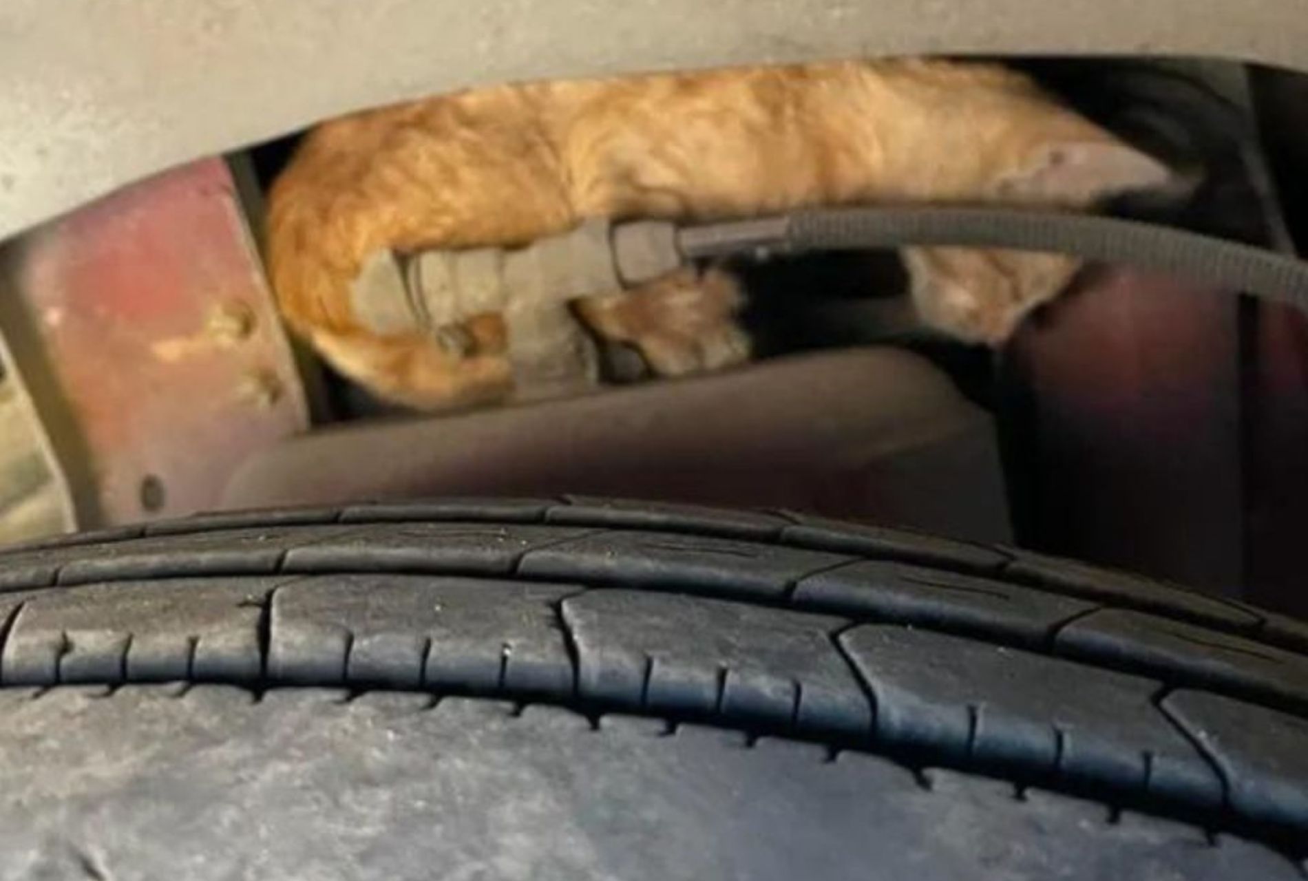 gattino nel motore dell'autobus