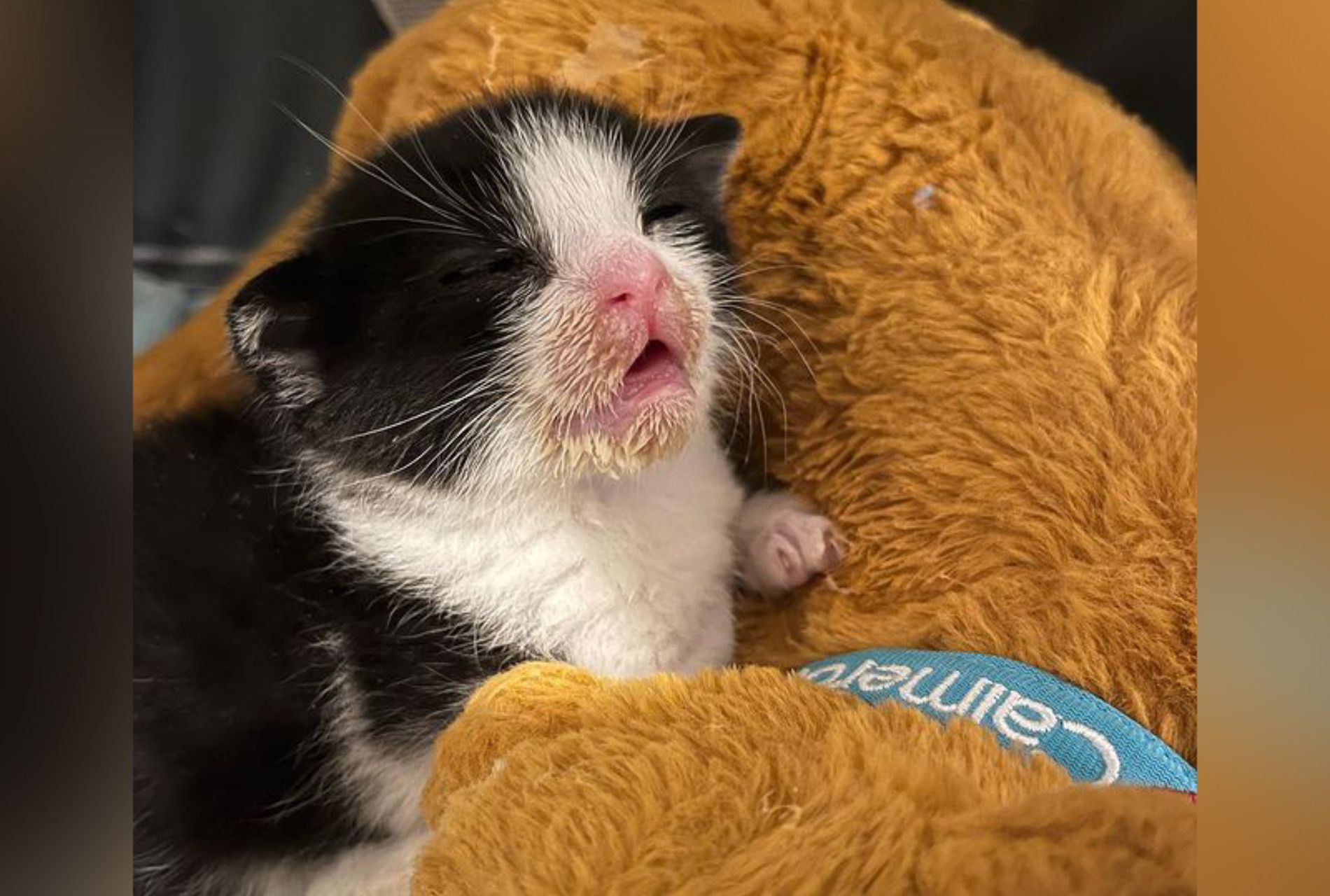 gattino orfano con peluche