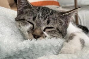 Le immagini di questo gattino senza una zampa che gioca sotto l’albero di Natale dopo una vita al freddo fanno sciogliere i cuori