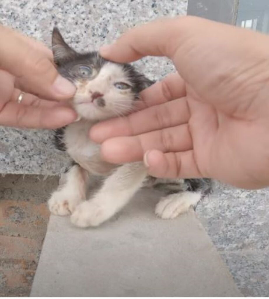 un gattino randagio