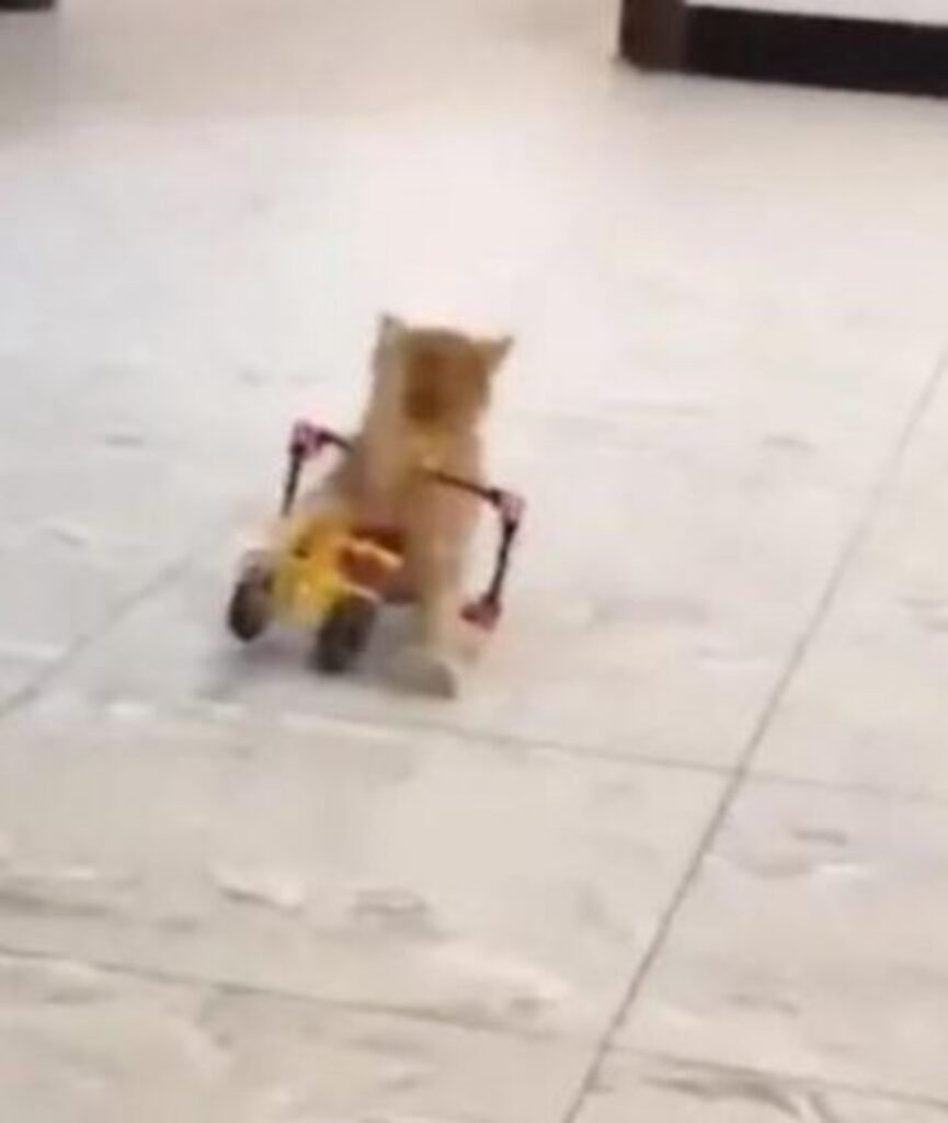 un gattino con la sua sedia a rotelle