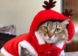 Sì, queste 5 foto di gatti a tema natalizio vi faranno riscoprire all’improvviso tutto il vostro amore per le feste