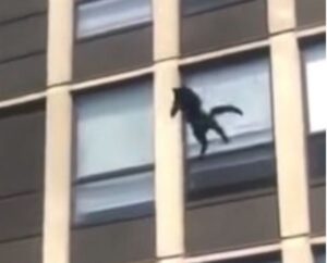 Lo spaventoso momento in cui un gatto ha deciso di saltare giù dalla finestra di un palazzo molto alto