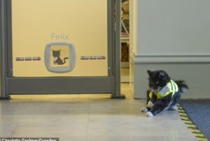 Per anni ha “pattugliato” una stazione dei treni, ora non c’è più: un’intera città saluta commossa questo gatto