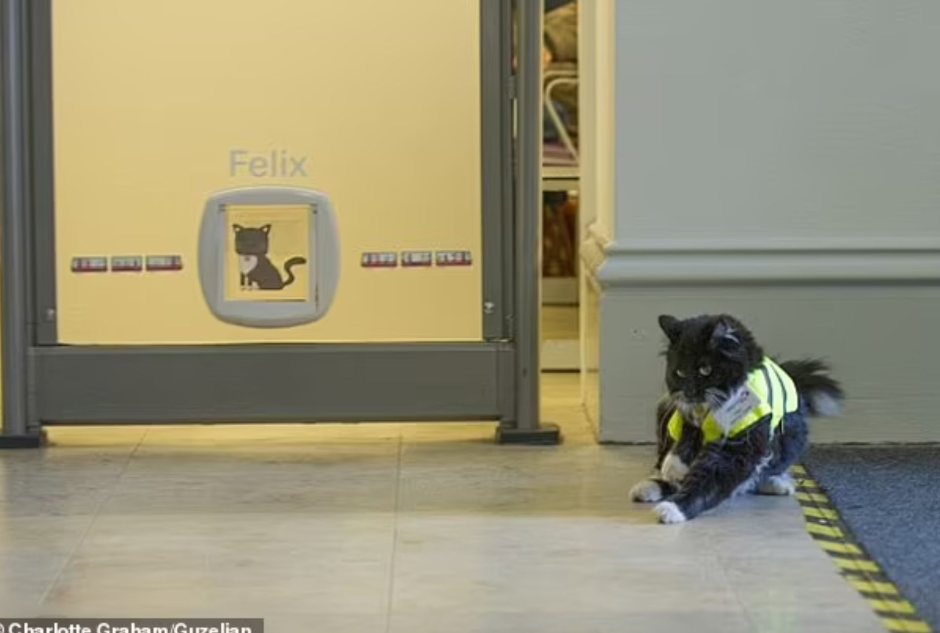 gatto alla stazione