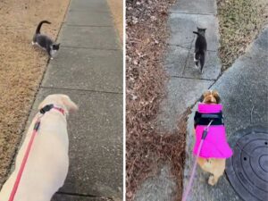 cane con piumino fucsia